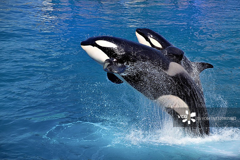 虎鲸跃出水面图片素材