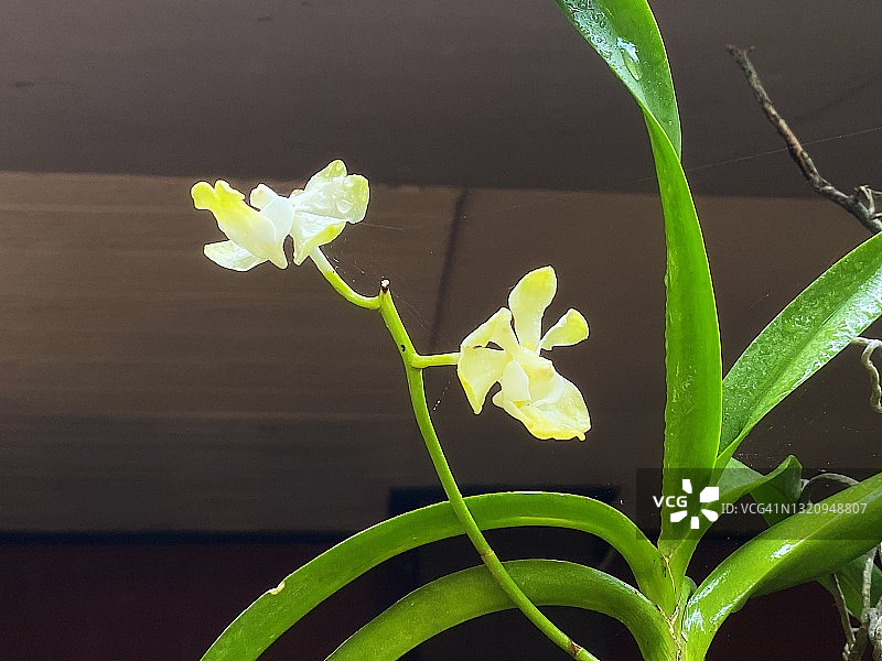 丹尼逊万代兰原生兰花品种图片素材