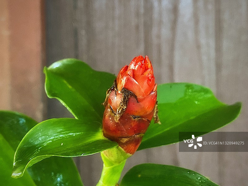 闭鞘姜花盛开图片素材