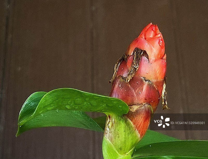 闭鞘姜花盛开图片素材