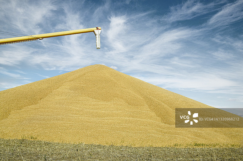 成堆的谷物图片素材