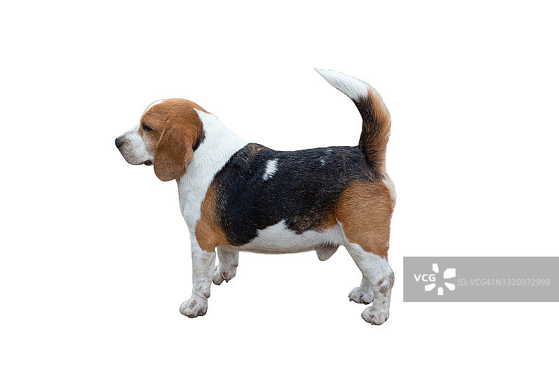 站在白色背景前的比格犬图片素材