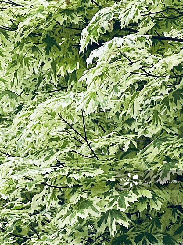 挪威枫树枝图片素材