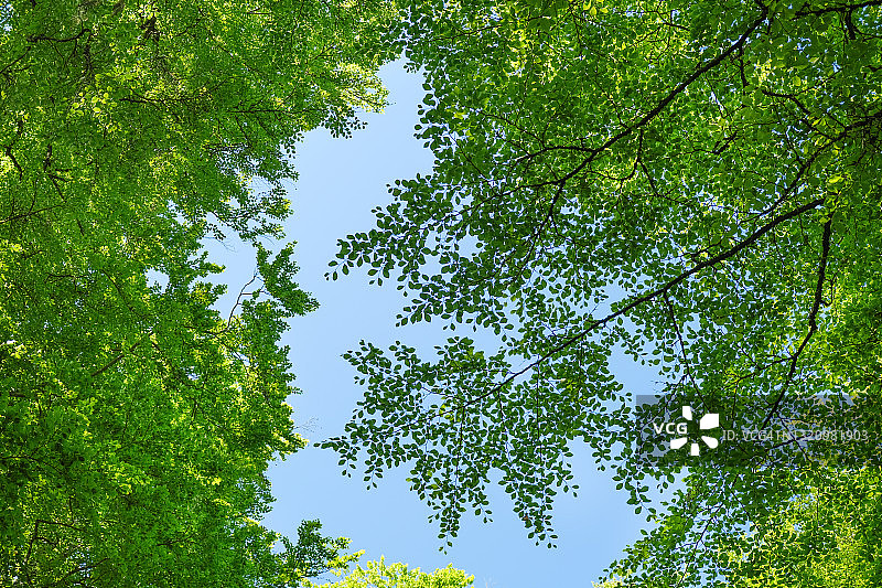在夏季的白天仰望山毛榉森林图片素材