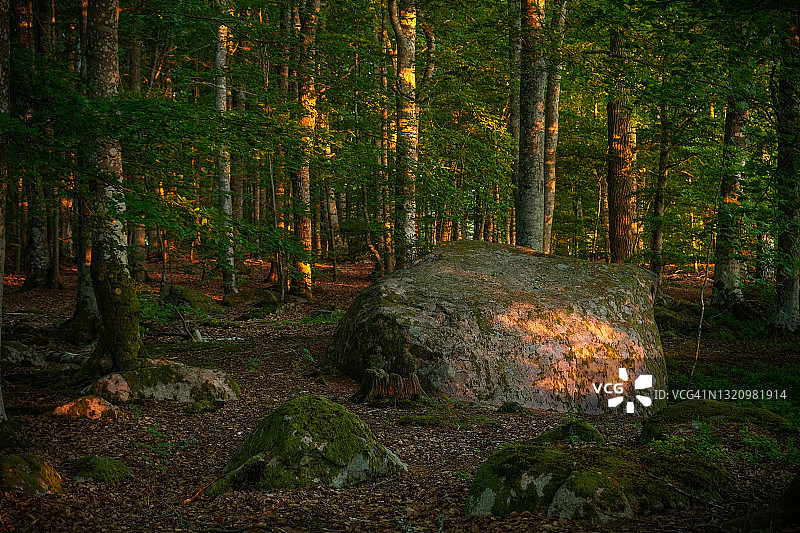 夏日傍晚阳光下的落叶树和石头图片素材
