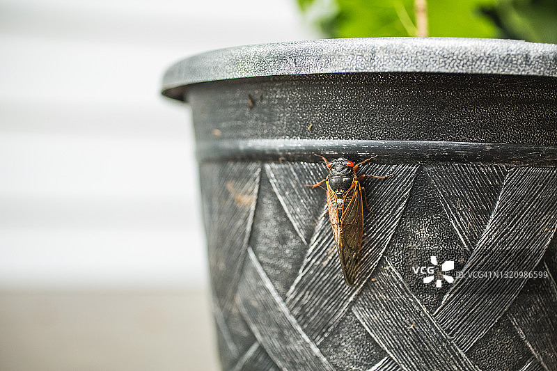 X代蝉，美国蝉 2021图片素材