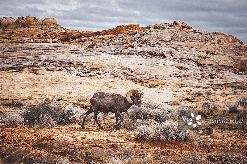 大角羊在火焰谷州立公园行走图片素材