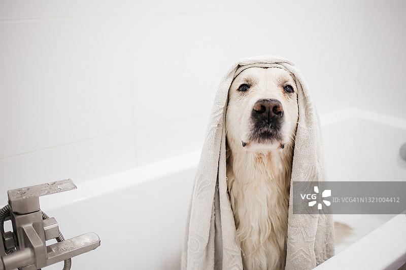 在浴室里洗澡的金毛寻回犬图片素材