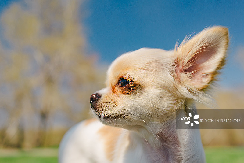 可爱的纯种吉娃娃肖像，白色吉娃娃幼犬图片素材