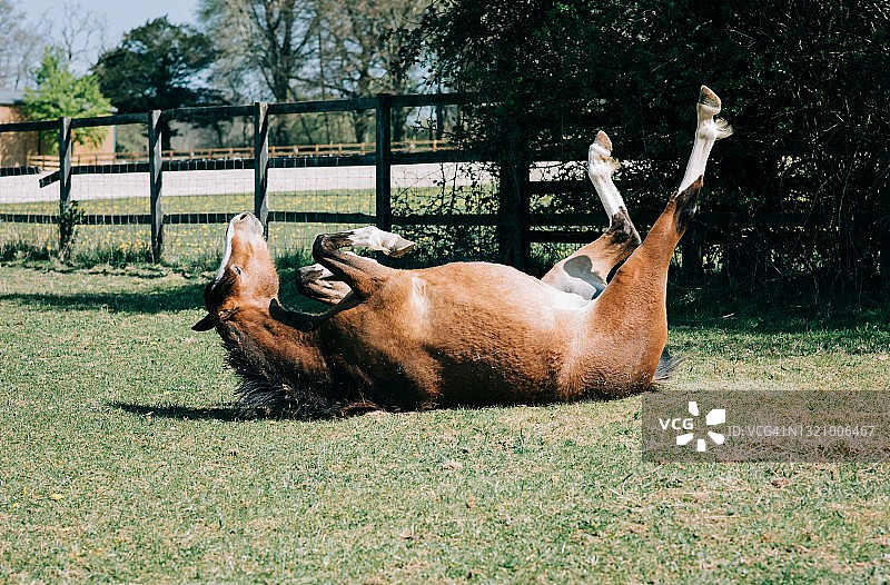 马躺在地上，在阳光下嬉戏地挠痒图片素材