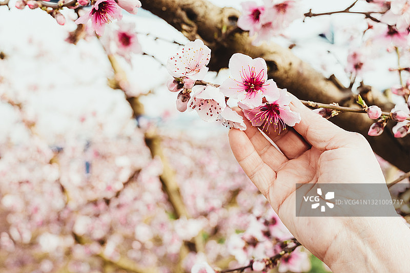 年长的女人的手触摸着春天果树美丽的粉红色花朵。图片素材