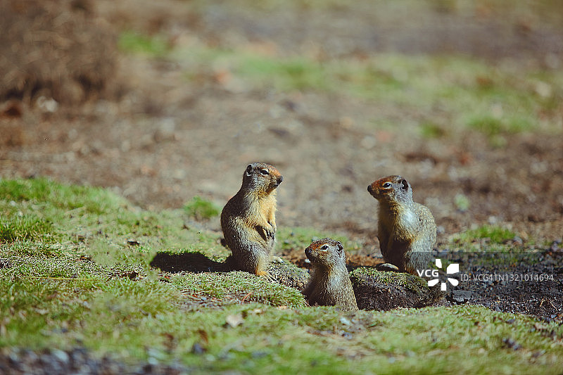 哥伦比亚地松鼠图片素材