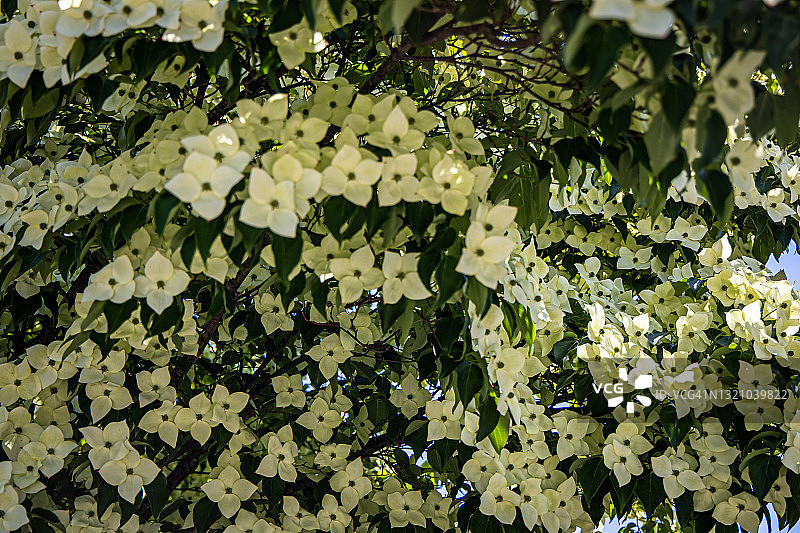 山茱萸花图片素材