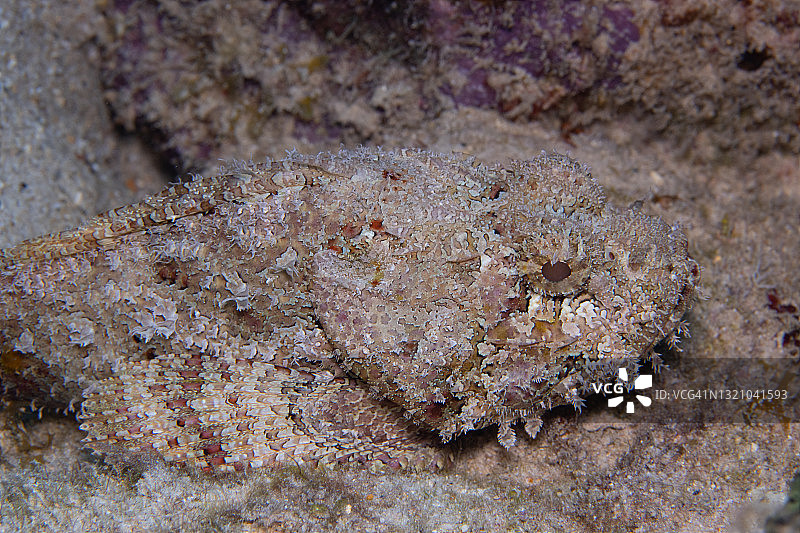 加勒比海珊瑚礁上的斑点蝎子鱼图片素材