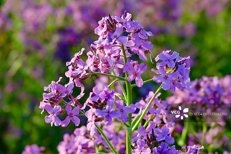 银扇草图片素材