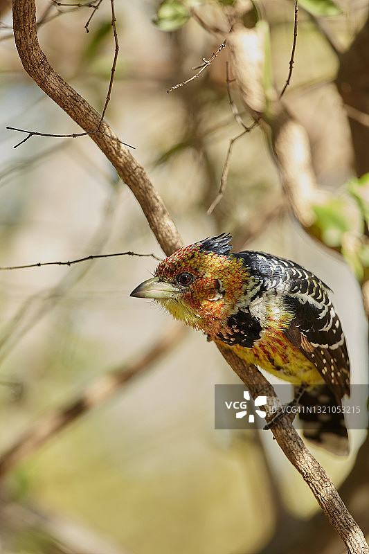凤头拟鴷图片素材