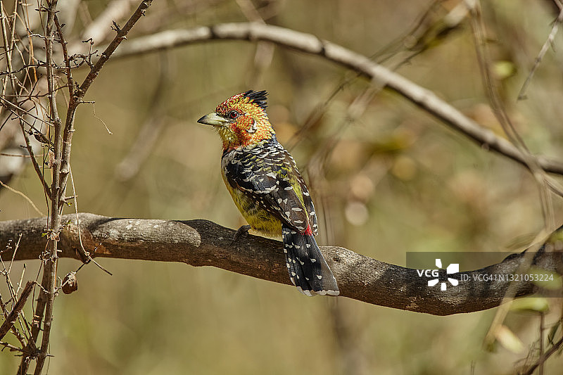 凤头拟鴷图片素材