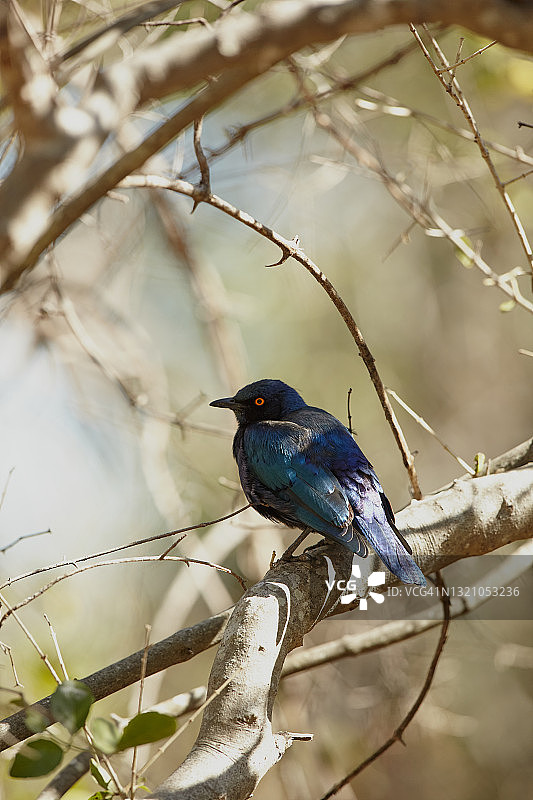 大蓝耳八哥图片素材