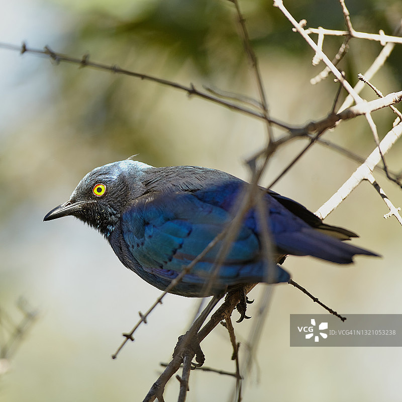大蓝耳八哥图片素材