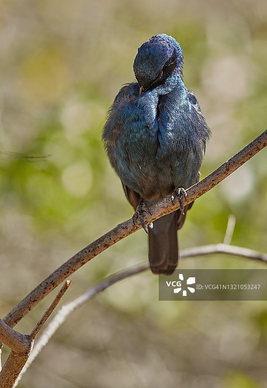 大蓝耳八哥图片素材