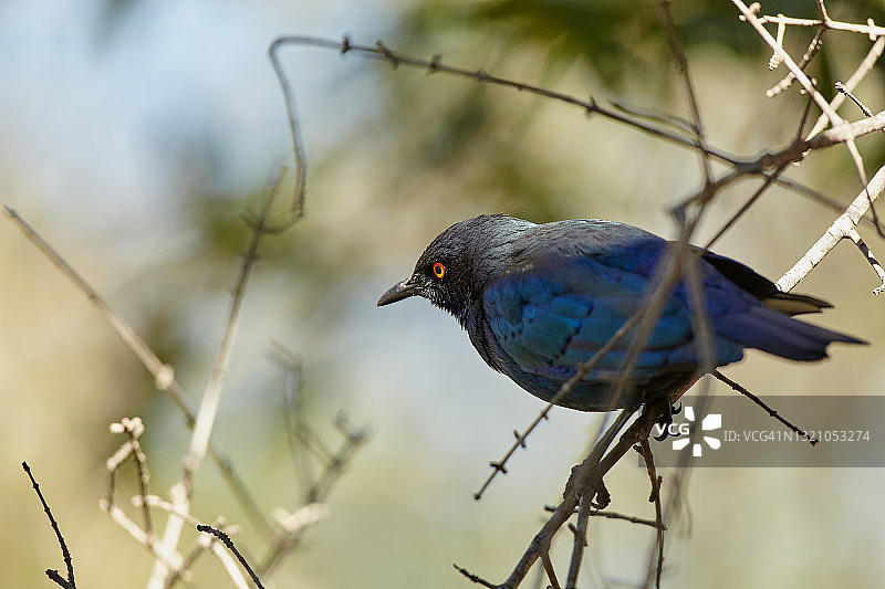 大蓝耳八哥图片素材