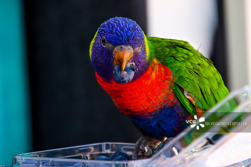 五彩鹦鹉正在吃蓝莓图片素材