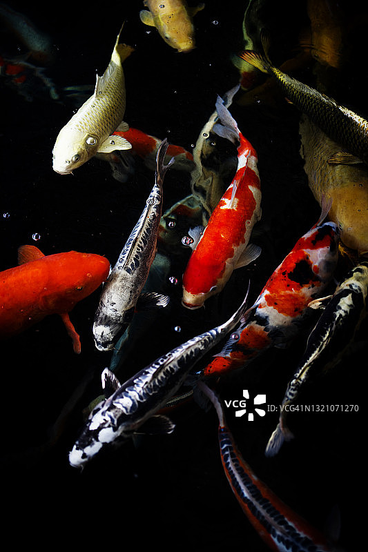 池塘里日本锦鲤鱼俯视图图片素材