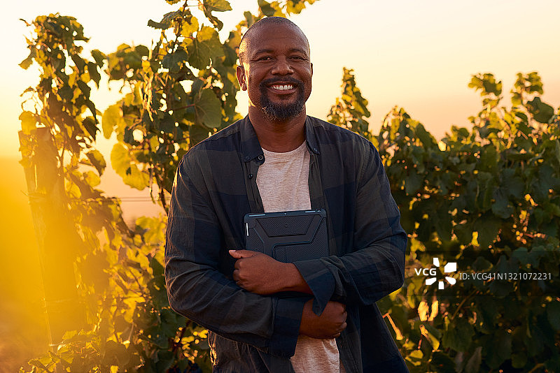 一位中年农民在日落时独自站在葡萄园里，手持平板电脑的镜头图片素材