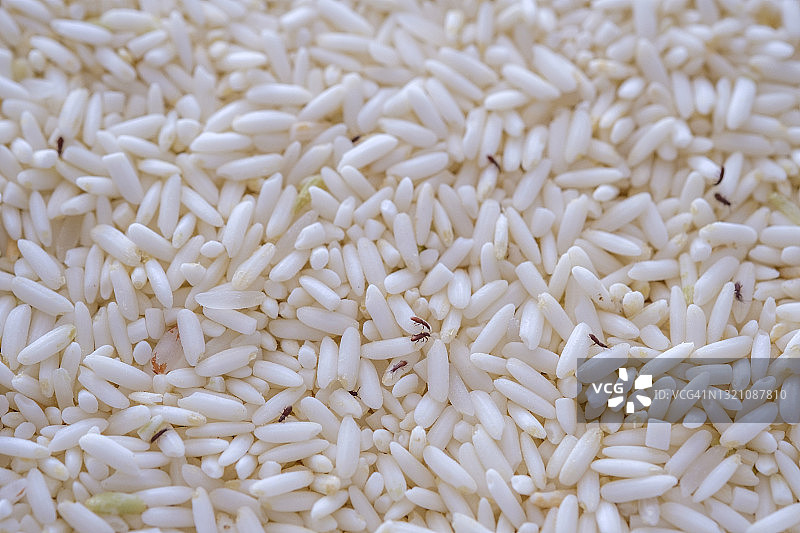 布满米象的糯米特写镜头图片素材