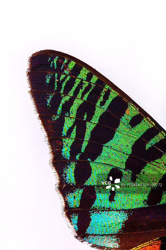 蝴蝶翅膀特写图片素材