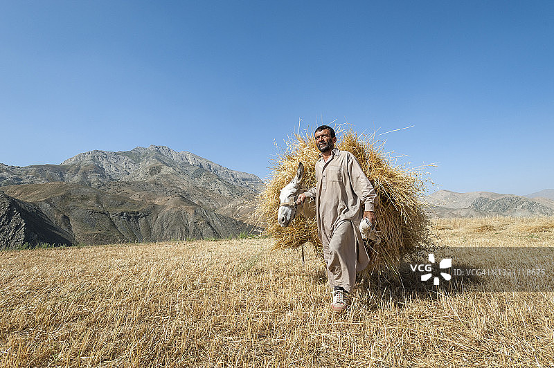 农民牵着一头驮着小麦的驴子穿过田野图片素材