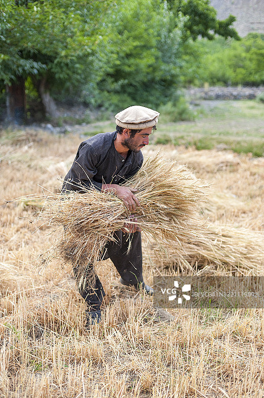 在阿富汗潘杰希尔山谷，农民手捧一捆新收割的麦子图片素材