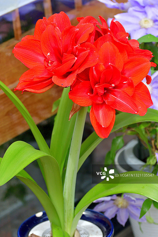 卡菲尔百合/君子兰/纳塔尔百合花图片素材