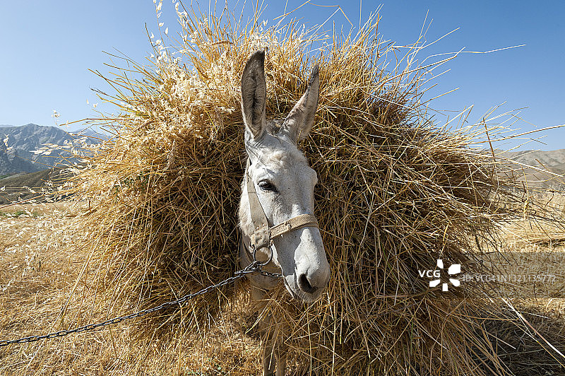 潘杰希尔山谷里驮着小麦的驴图片素材