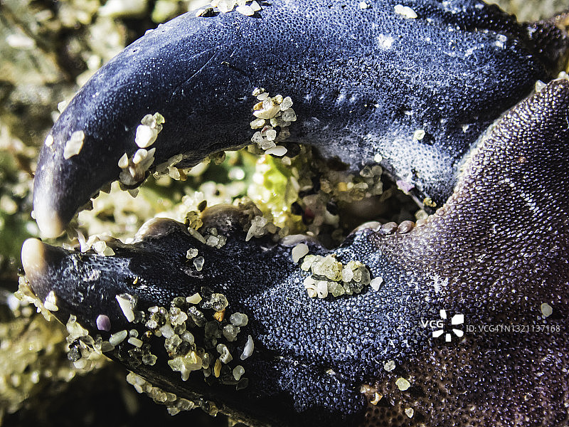 蓝色螃蟹的钳子图片素材