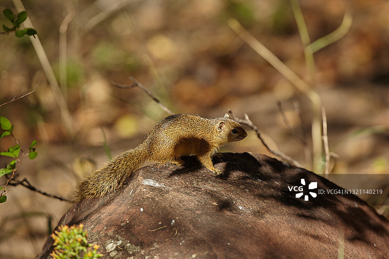 树松鼠图片素材