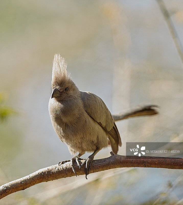 非洲灰蕉鹃图片素材