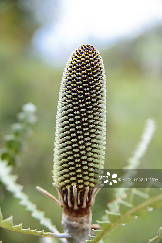 自然中的对称图片素材