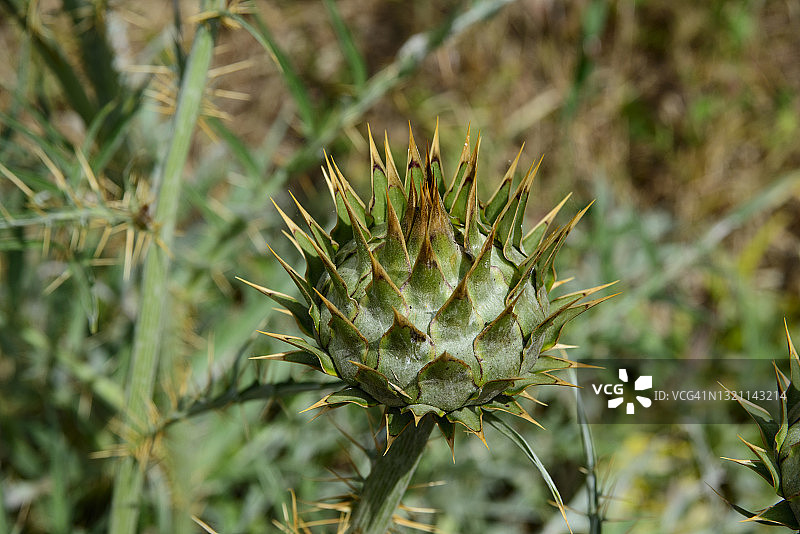自然中的对称图片素材
