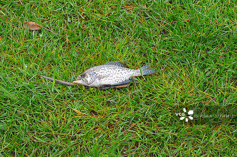 草地上的死鱼图片素材