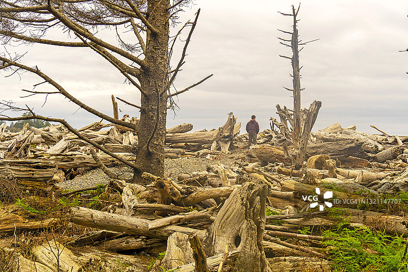 站在华盛顿太平洋沿岸的枯树和冬季风暴漂流木中的男人图片素材
