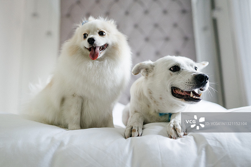 卧室里的两只白色小狗图片素材