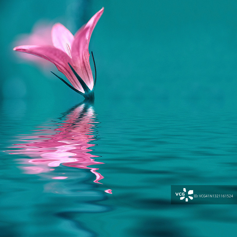 粉红色的花图片素材