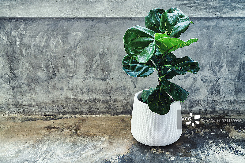 琴叶榕的绿叶图片素材