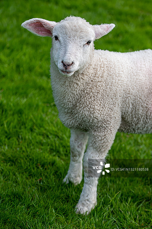 七周大的公羊羔图片素材