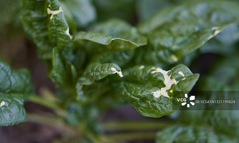 菠菜植物与霉菌图片素材