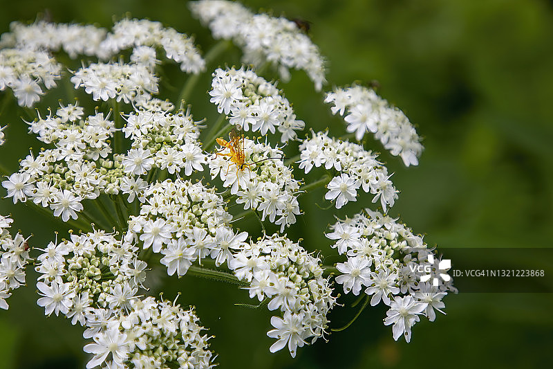 牛防风草上的姬蜂图片素材