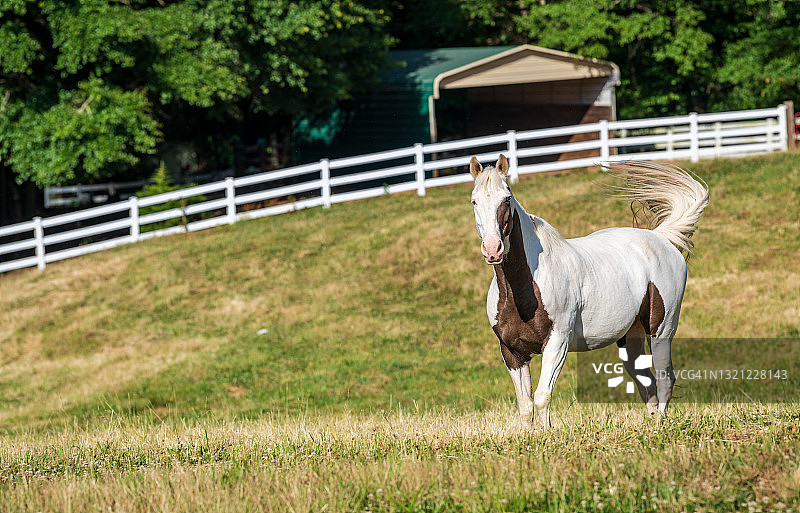 蓝眼睛花马图片素材