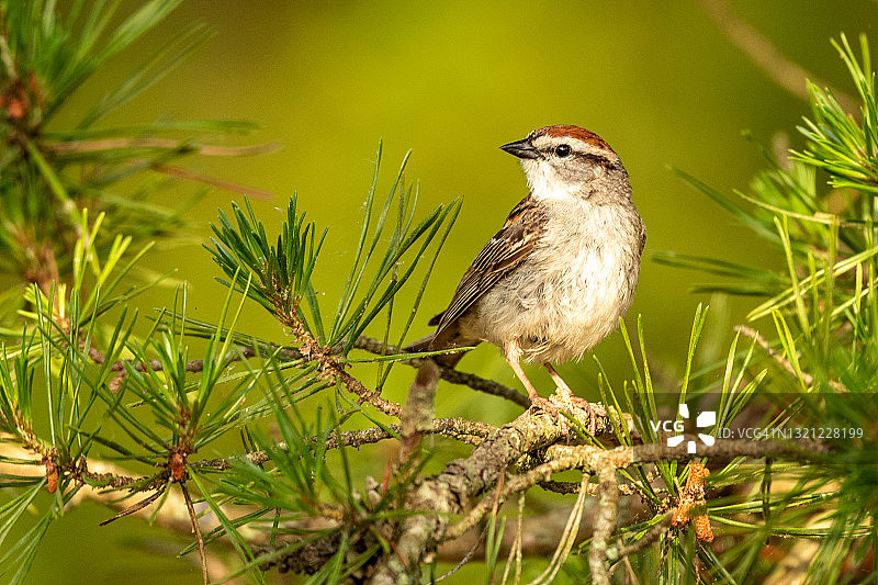 栖息在松树上的唧喳鸣叫的麻雀图片素材