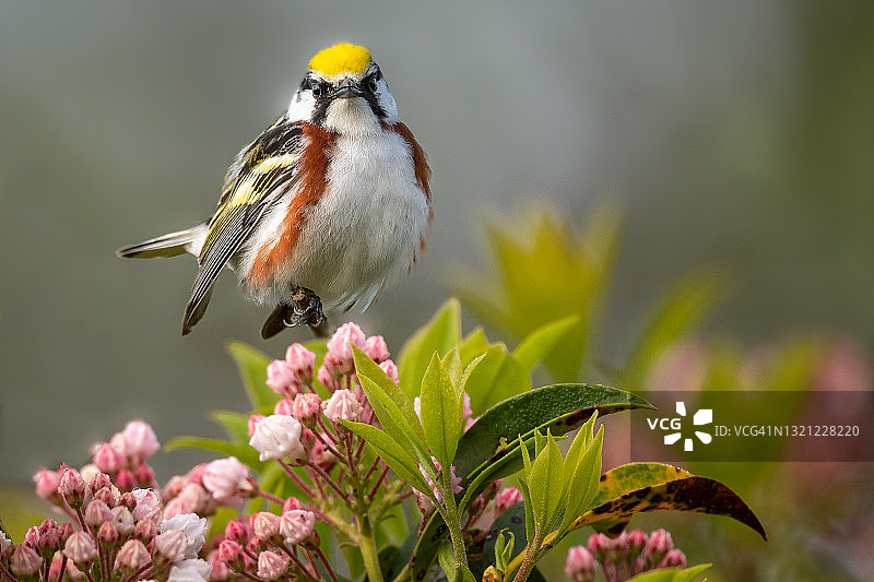 栗胁莺在月桂树上图片素材